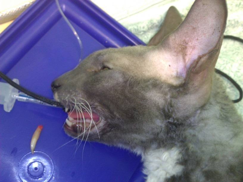 maru.dental.extraction