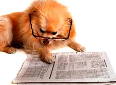 dogandnewspaper