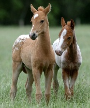 2_foals