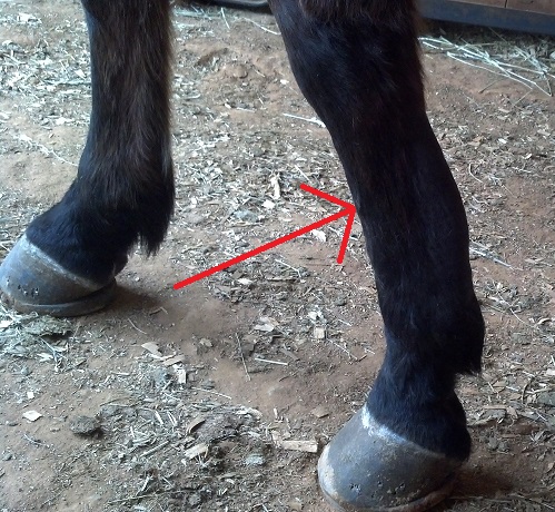 Bowed tendon