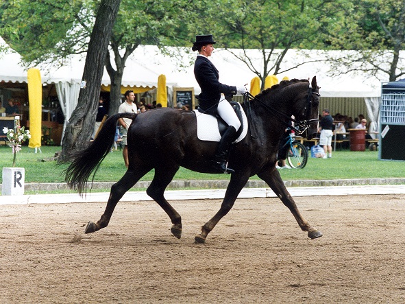 Gudrun Dressage