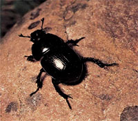 dung_beetle