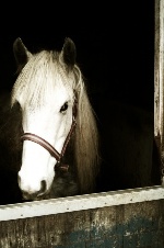 stabled.horse