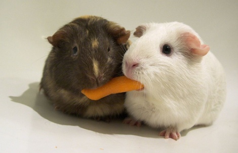carrot.share